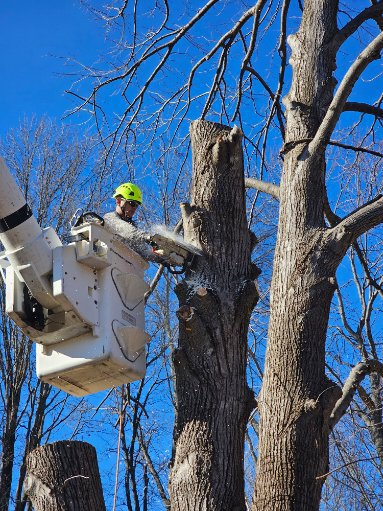 Tommy Treescape - tree service in Springfield, MO
