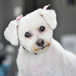 Lotus Pet Spa