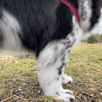 All Bright Canines - This hair on her legs and paws is often very long and I love how they trimmed here! - Pet Training Near Me - Oakdale, Connecticut All Bright Canines - This hair on her legs and paws is often very long and I love how they trimmed here! - Pet Training Near Me - Oakdale, Connecticut