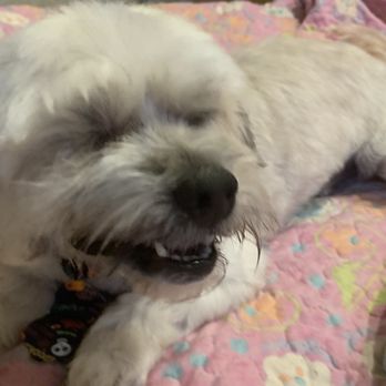 PetSuites Northshore - Dog after pet suites grooming - Pet Boarding Near Me - Covington, Louisiana