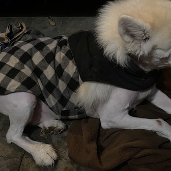 Workindoggz - It looks worst without the jacket. He's almost bald :( really unacceptable - Dog Walkers Near Me - Hayward, California Workindoggz - It looks worst without the jacket. He's almost bald :( really unacceptable - Dog Walkers Near Me - Hayward, California