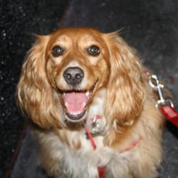 Lega Nazionale per la Difesa del Cane Sezione Milano