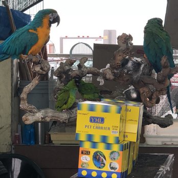 Maclin Open Air Shops - Parrots for sale not even in a cage - Flea Markets Near Me - Ontario, California Maclin Open Air Shops - Parrots for sale not even in a cage - Flea Markets Near Me - Ontario, California