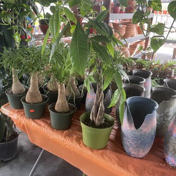 11:1 Succulent Nursery - Nurseries & Gardening Near Me - Whittier, California 11:1 Succulent Nursery - Nurseries & Gardening Near Me - Whittier, California