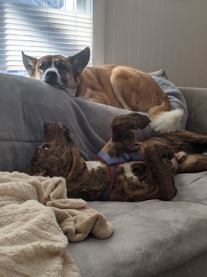 Foster Plumbing & Heating Logo