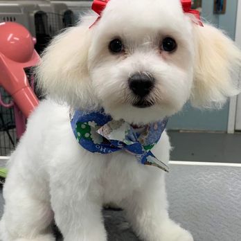 Grooming by Joan - Puppy trim - Pet Groomers Near Me - Clearlake, California Grooming by Joan - Puppy trim - Pet Groomers Near Me - Clearlake, California