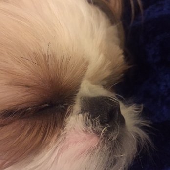 Doggie Style Pets - Above her eyes, cut straight across, muzzle hair almost gone, red skin. - Pet Stores Near Me - Philadelphia, Pennsylvania Doggie Style Pets - Above her eyes, cut straight across, muzzle hair almost gone, red skin. - Pet Stores Near Me - Philadelphia, Pennsylvania