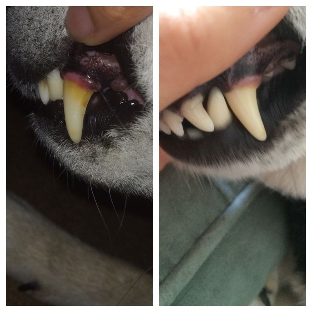 Pasadena Pets Veterinary Hospital - Before and after: anesthesia-free dental cleaning. Look at those sparkly whites! - Veterinarians Near Me - Pasadena, California Pasadena Pets Veterinary Hospital - Before and after: anesthesia-free dental cleaning. Look at those sparkly whites! - Veterinarians Near Me - Pasadena, California