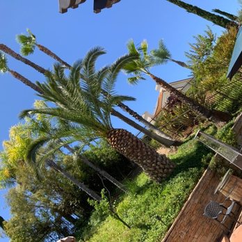 Marcelino's Tree Service - Back yard - Tree Services Near Me - Hemet, California Marcelino's Tree Service - Back yard - Tree Services Near Me - Hemet, California