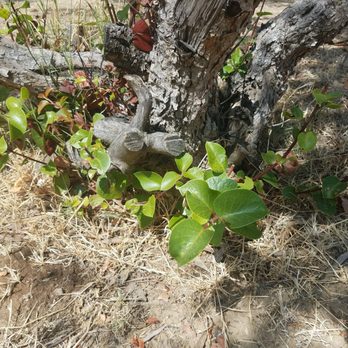 Hermit Gulch Campground - Not sure if this is poison ivy? We avoided it though. - Campgrounds Near Me - Avalon, California