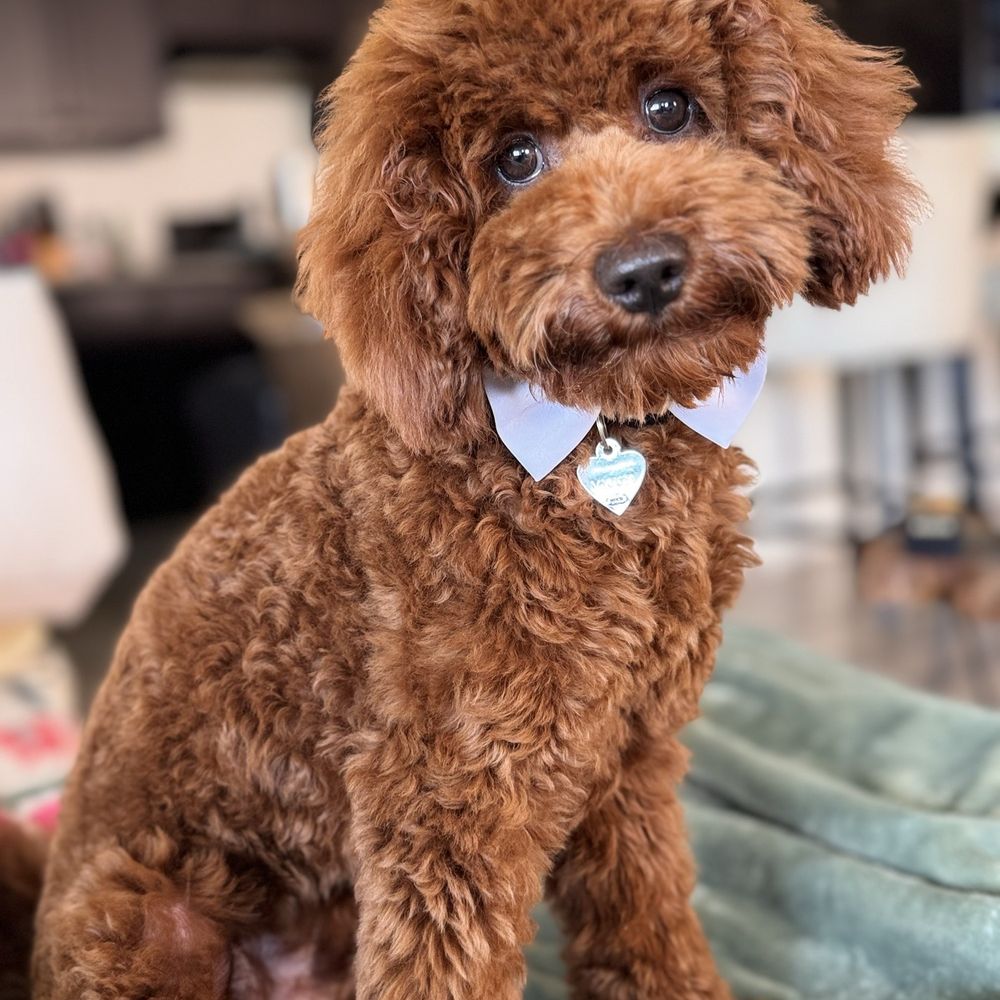 Teddy bear cut on my baby