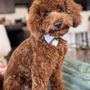 Photo of Fairy Tails Pet Spa