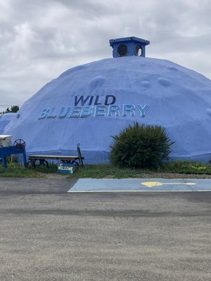 Wild Blueberry Land by null