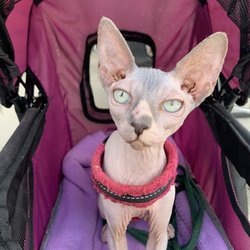Borgfeld Animal Hospital - Misty enjoyed her trip to Borgfeld Animal Hospital.