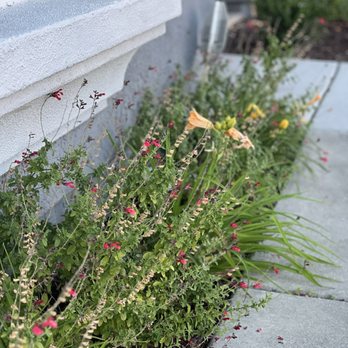 Millhouse Landscaping - Plants added - Landscaping Near Me Millhouse Landscaping - Plants added - Landscaping Near Me