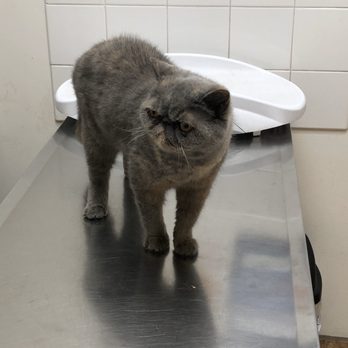Echo Park Veterinary Hospital - Veterinarians Near Me - Echo Park, California