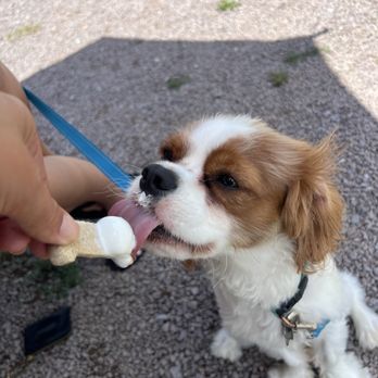 Katie's Ice Cream - Pup cup - Ice Cream & Frozen Yogurt Near Me - Grantsville, Maryland