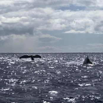 Captain Woody's - Amazing!!! - Boating Near Me - Lahaina, Hawaii