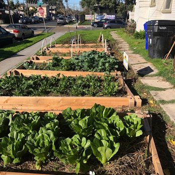 Co-Harvest Foundation - a row of raised garden beds - Landscaping Near Me - San Diego, California Co-Harvest Foundation - a row of raised garden beds - Landscaping Near Me - San Diego, California