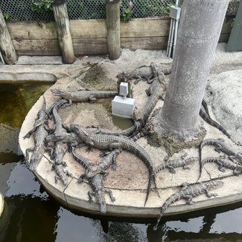Gator Golf - Mini Golf Near Me - Orlando, Florida