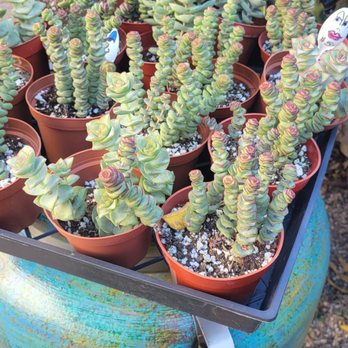 The Painted Garden - succulents - Home & Garden Near Me - Temecula, California