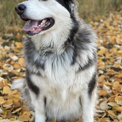 Edmonton West Animal Hospital - Venus says thank you for the amazing care.