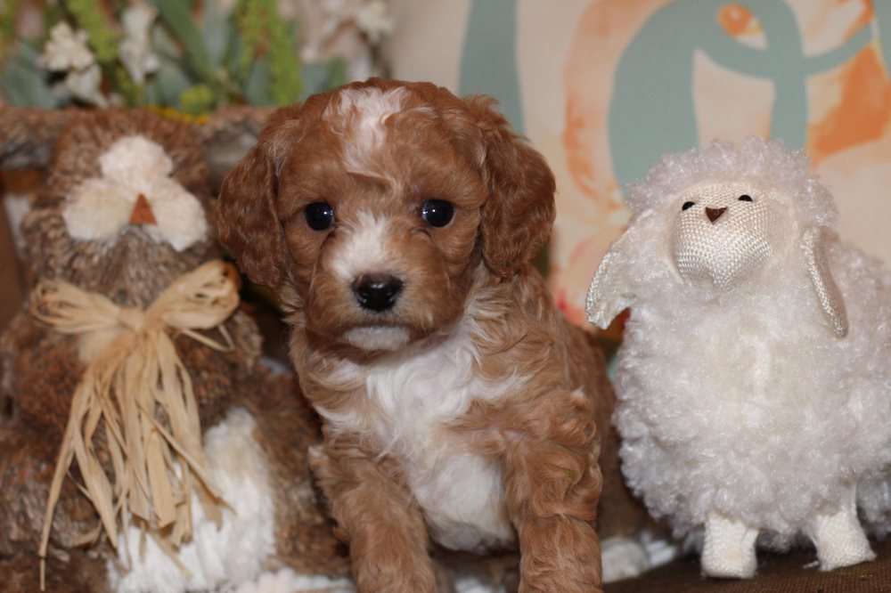 APRICOT LANE PUPPY Updated August 2024 Mansfield, Ohio Pet