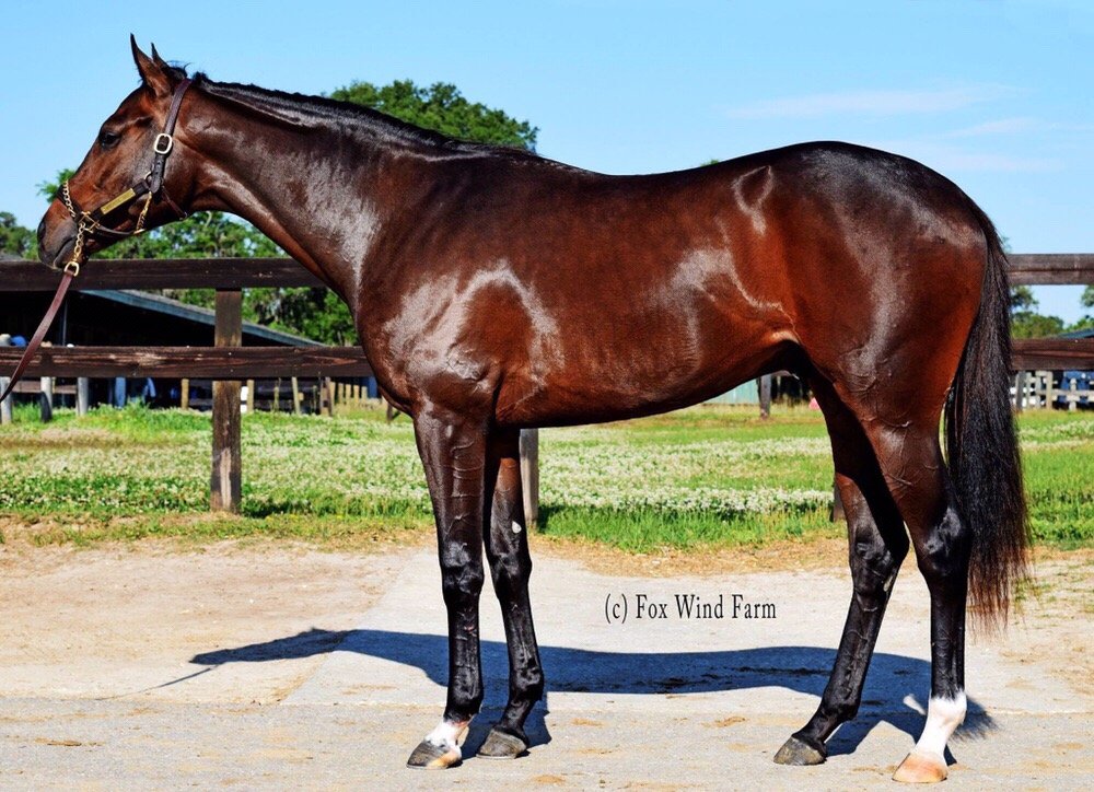 O'Brien Bloodstock Services - equestrian in Lexington, KY