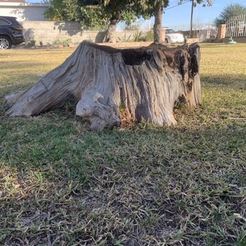 Al’s Tree Care - Before stump grinding. Big stump - Tree Services Near Me Al’s Tree Care - Before stump grinding. Big stump - Tree Services Near Me