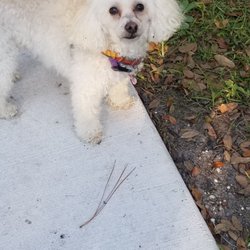 Lee P Moore Park - Dog friendly.