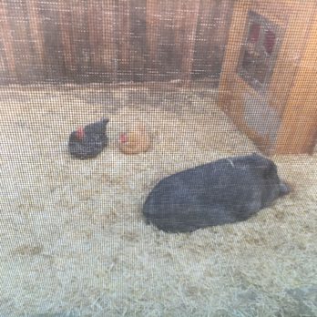 Texas Tiny Pigs - My heavier pig from TTP. - Pet Breeders Near Me Texas Tiny Pigs - My heavier pig from TTP. - Pet Breeders Near Me