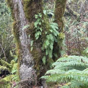 Multnomah Falls - Tree with ferns and moss - Hiking Near Me - Bridal Veil, Oregon