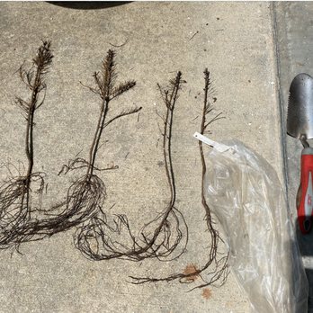 Direct Gardening - Arrived completely dried out and dead - Nurseries & Gardening Near Me - Bloomington, Illinois
