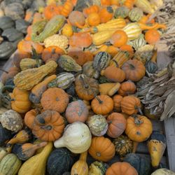 Lui Pumpkin Farm