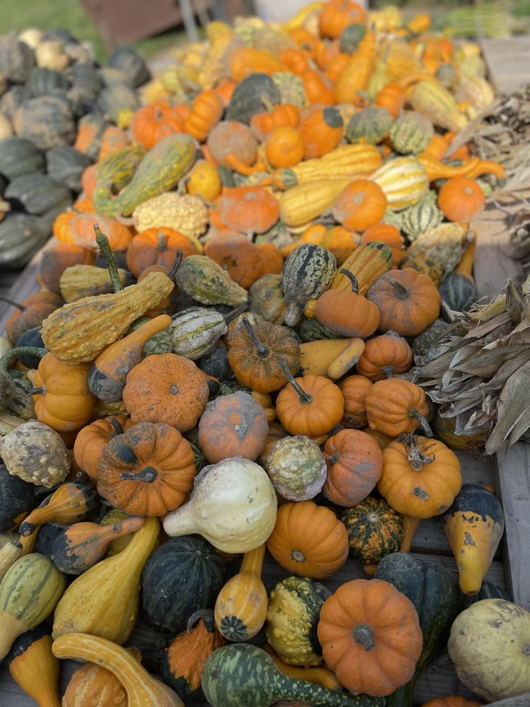 LUI PUMPKIN FARM Updated September 2024 7519 WI38, Caledonia