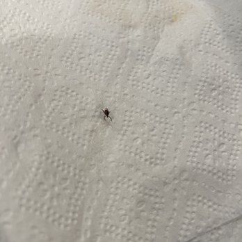 Tony Look Trail - Beware of ticks !  Found this one when we got home - Hiking Near Me - Cupertino, California