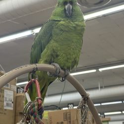 Woods Ace Hardware - Store mascot