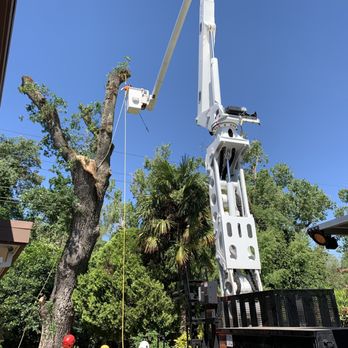 Kent Arborist Services 22 Photos 26 Reviews Tree Services 8225 Barton Rd Granite Bay Ca Phone Number Yelp