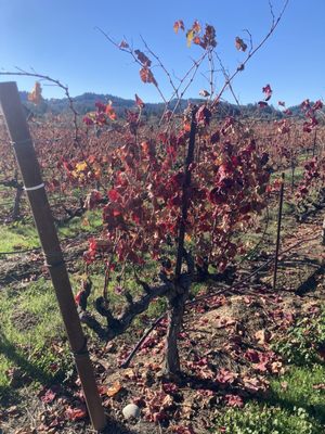 Comstock Wines by null