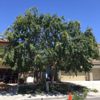 Dylan Dixon Tree Services - The before picture. - Tree Services Near Me Dylan Dixon Tree Services - The before picture. - Tree Services Near Me