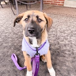 Caninekind - Maya braves the cold weather for a week of day training.