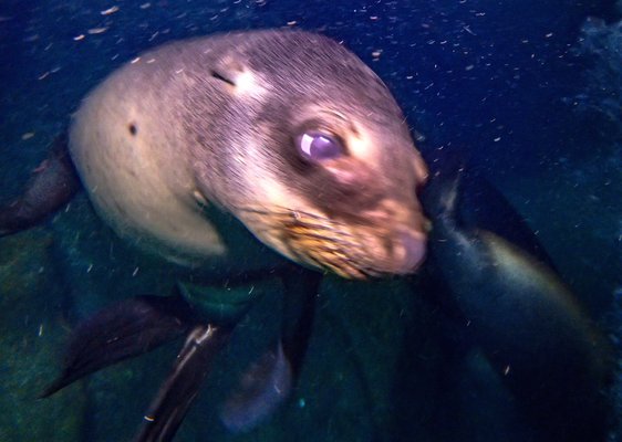 The Cortez Club, Dive Center. by null