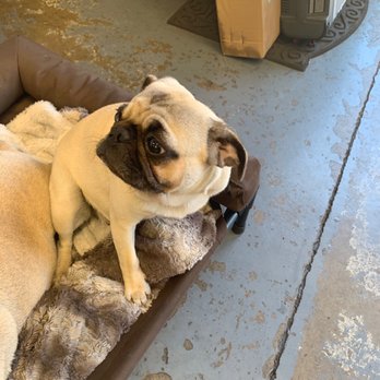 C & C Repair - Pug lily - Auto Repair Near Me - Monterey, California