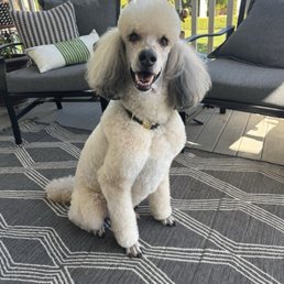 Our Milo after his grooming today! Our Milo after his grooming today!