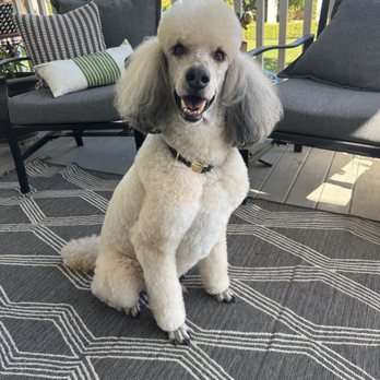 PetSmart - Our Milo after his grooming today! - Pet Stores Near Me - Fontana, California PetSmart - Our Milo after his grooming today! - Pet Stores Near Me - Fontana, California