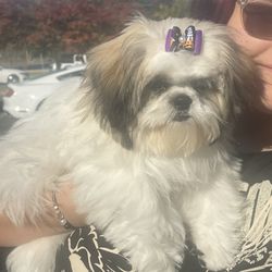 Dashing Dogs - My puppy