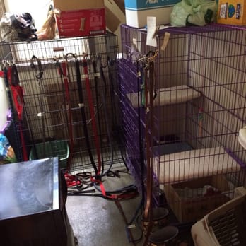Cole's K9 Center - Their "cat room" - Pet Sitting Near Me - Bath, Pennsylvania Cole's K9 Center - Their "cat room" - Pet Sitting Near Me - Bath, Pennsylvania
