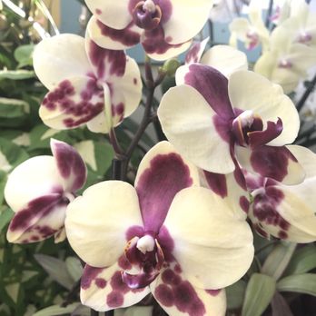 Shelldance Orchid Gardens - Nurseries & Gardening Near Me - Pacifica, California