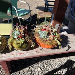 Green Jewels Nursery - One and my friend Pam's pumpkins