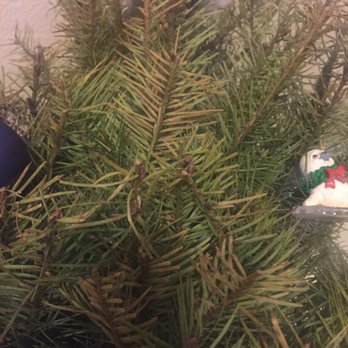 Tina's Trees - Christmas Trees Near Me - Sherman Oaks, California